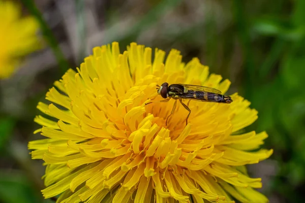 Dişi Longfly Sphaerophoria Betiği Bir Karahindiba Yaprağının Üzerinde Oturur — Stok fotoğraf
