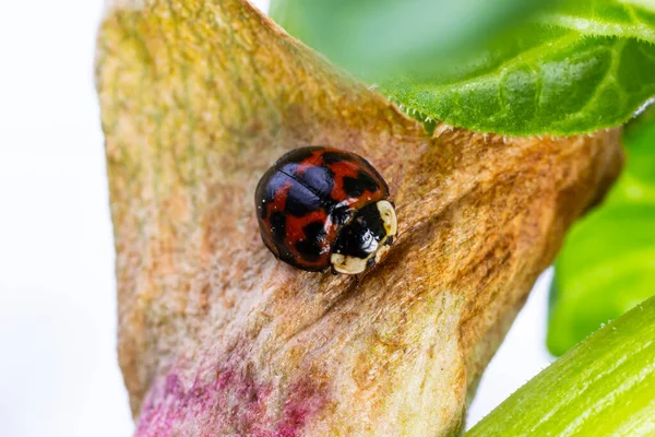 Asian Ladybird Beetle Namitento Harmonia Axyridis Orange Spots Black Sitting — Stock Photo, Image