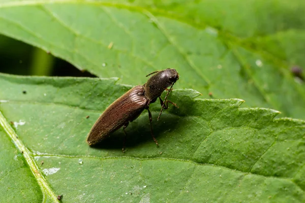 Closeup Brown Hairy Clicking Beetle Athous Haemorrhoidalis Sitting Green Leaf — Stockfoto