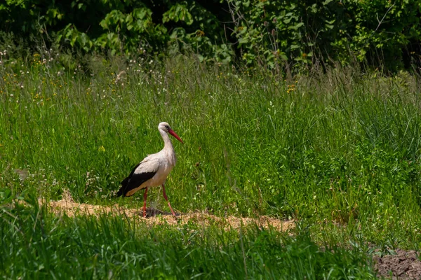Bocian Biały Ciconia Ciconia Ptak Poluje Trawiastych Bagnach — Zdjęcie stockowe