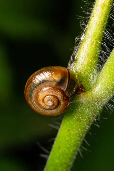 Oxychilus Alliarius Commonly Known Garlic Snail Garlic Glass Snail — Stock Photo, Image