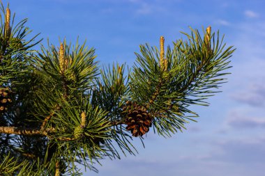 Sylvestris Scotch Avrupa kırmızı çam ağacı İskoçya da Baltık çamı. Kapalı makro seçici odak dalı koni çiçekleri ve odak alanı dışında polen telif alanı ile.