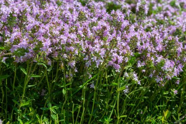 Çiçekli kokulu Thymus Serpilllum, Breckland yabani kekik, sürünen kekik, ya da elf kekik yakın çekim, makro fotoğraf. Güneşli bir günde tarlada güzel yiyecekler ve tıbbi bitkiler.