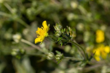 Potentilla neumanniana sarı çiçekli bir çalıdır..