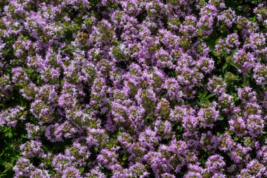 Çiçekli kokulu Thymus Serpilllum, Breckland yabani kekik, sürünen kekik, ya da elf kekik yakın çekim, makro fotoğraf. Güneşli bir günde tarlada güzel yiyecekler ve tıbbi bitkiler.