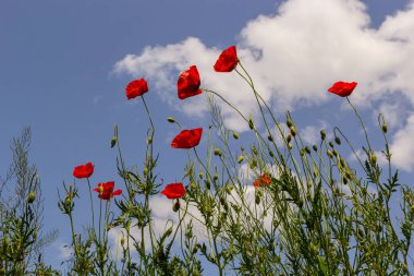 Papaver rhoeas veya yaygın gelincik, Papaveraceae familyasından kırmızı yapraklı yıllık otçul bitkidir..