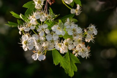 Orta kara dikenli bir dalın ya da krataegus laevigata 'nın bulanık bir arka planı olan şifalı otlar ve tıbbi bitkiler bahçesinde çekilmiş yakın plan fotoğrafı..