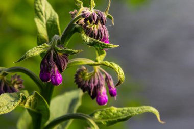 Çayırda, yabani otların arasında Comfrey Symphytum officinale çiçek açıyor..