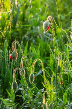 Papaver rhoeas veya yaygın gelincik, Papaveraceae familyasından kırmızı yapraklı yıllık otçul bitkidir..