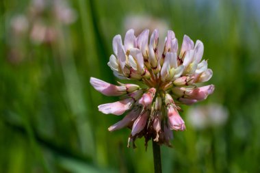 Beyaz yonca çiçekleri. Fabaceae daimi bitkileri. Nisan-Temmuz çiçek mevsimidir ve aynı zamanda bir yem, yeşil gübre ve nektar bitkisidir..
