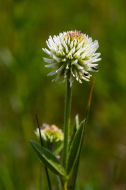 Trifolium montanum, yazın dağdaki yonca çayırı. Geleneksel olmayan ilaçlar için şifalı bitkiler topluyorum. Yumuşak odak.