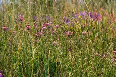 Onobrychis viciifolia infloresans, pembe çiçekli sainfoin, Akdeniz doğası, Avrasya 'nın daimi otları.