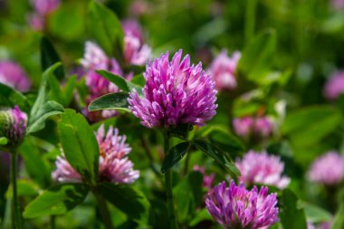 Trifolium pratense, kırmızı yonca. Yazın çayırdaki değerli çiçekleri toplayın. Şifalı ve bal taşıyan bitki, yem ve halk tıbbında tıbbi olarak yontulmuş yabani otlar..