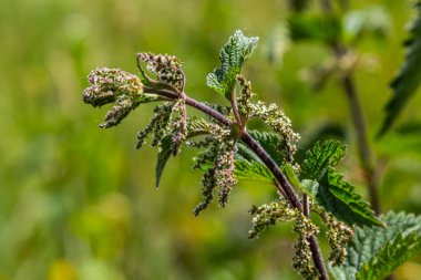 Stinging nettles Urtica dioica in the garden. Green leaves with serrated edges.