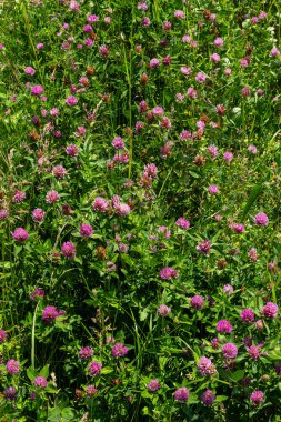 Trifolium pratense, kırmızı yonca. Yazın çayırdaki değerli çiçekleri toplayın. Şifalı ve bal taşıyan bitki, yem ve halk tıbbında tıbbi olarak yontulmuş yabani otlar..