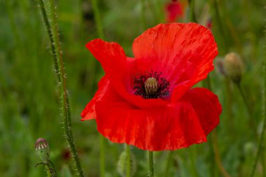 Papaver rhoeas veya yaygın gelincik, Papaveraceae familyasından kırmızı yapraklı yıllık otçul bitkidir..