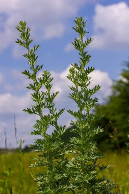 Gümüş yeşili Wormwood arka planda kalır. Artemisia Absinthium, bitkisel mutfak bahçesindeki pelin otu bitkisi, kapat, makro.