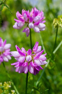 Securigera varia or Coronilla varia, commonly known as crownvetch or purple crown vetch.