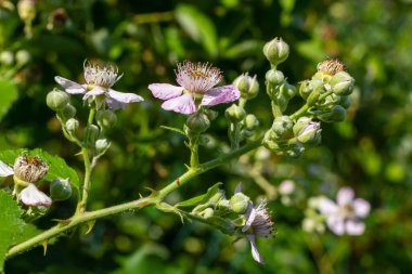 Baharda yumuşak pembe böğürtlen çiçekleri ve tomurcukları - Rubus fruticosus.