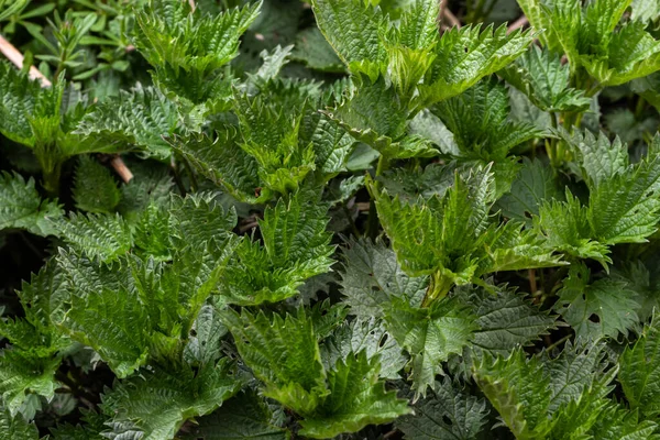 Stinging Nettles Urtica Dioica Garden Green Leaves Serrated Edges — 스톡 사진