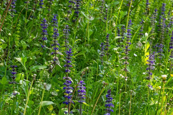 Baharda Ajuga Reptans Atropurpurea 'nın mavi çiçeklerinin yakın çekimi. Mavi Bugle Ajuga Reptans' ın çiçek marangozunun bitkileri. Ebedi yeşil bitkiler..