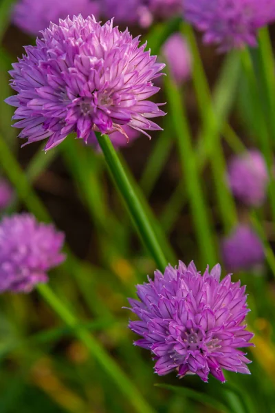 Widok Bliska Pojawiające Się Fioletowe Pąki Kwiaty Jadalnych Szczypiorek Roślin — Zdjęcie stockowe