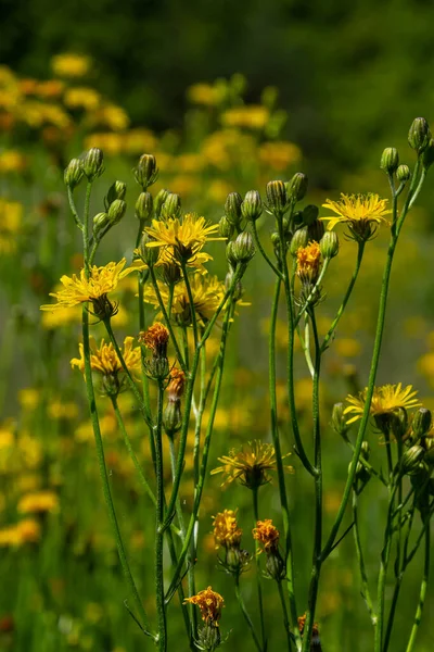 Bright Yellow Pilosella Caespitosa Meadow Hawkweed Flower Close Hieracium Pratense — Stock Photo, Image