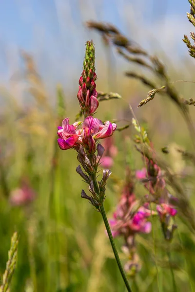 Onobrychis Viciifolia Inflorescence Common Sainfoin Pink Flowers Mediterranean Nature Eurasian — 스톡 사진