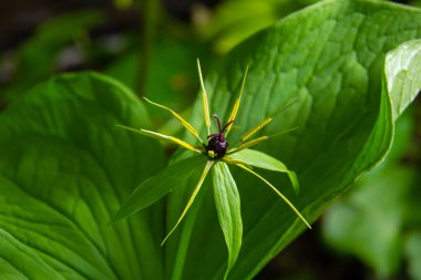 Dört yapraklı Paris kuadrifolisinin tipik meyveleri ve dört yapraklı yaprakları..