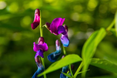 Lathyrus vernus çiçek, erken bahar vechling çiçek blosoom ve yeşil yaprakları büyüyen ormanda, makro.