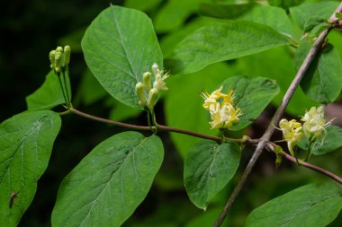 Lonicera xylosteum, hanımeli beyaz çiçekler yakın plan seçici odak.