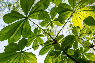 Yeşil Kestane Yaprakları güzel bir ışık tutuyor. Bahar mevsimi, bahar renkleri. Aesculus hipocastanum, at kestanesi..