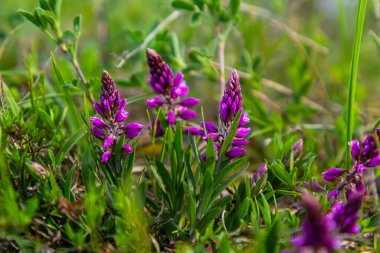 Polygala vulgaris, known as the common milkwort, is a herbaceous perennial plant of the family Polygalaceae. Polygala vulgaris subsp. oxyptera, Polygalaceae. Wild plant shot in summer. clipart
