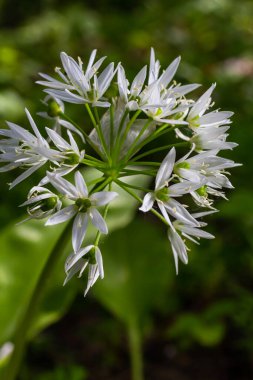 Ramson 'ın güzel beyaz çiçekleri. Ev yapımı bahçede yabani sarımsaklı Allium ursinum bitkisi. Yakın plan. Organik tarım, sağlıklı yiyecekler, BIO videoları, doğa konseptine dönüş..