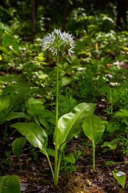 Ramson 'ın güzel beyaz çiçekleri. Ev yapımı bahçede yabani sarımsaklı Allium ursinum bitkisi. Yakın plan. Organik tarım, sağlıklı yiyecekler, BIO videoları, doğa konseptine dönüş..