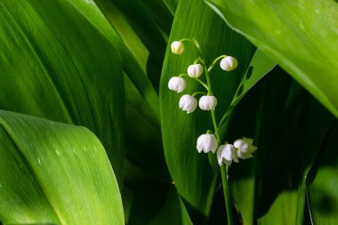 Vadi Zambağı, küçük beyaz çanları olan Convallaria Majalis çiçekleri. Zehirli çiçekli bitkinin Macro 'su. İlkbahar habercisi ve popüler bahçe çiçeği.
