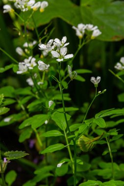 Cardamine Amara, büyük acı tereyağı olarak bilinir. Bahar ormanı. Çiçek açan bir bitkinin çiçek arkaplanı.
