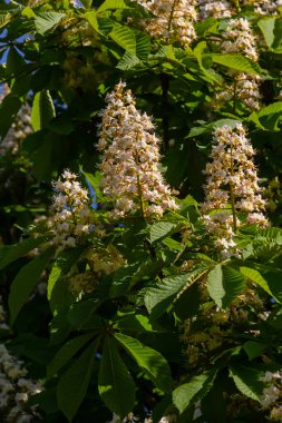 Cluster with white chestnut flowers. White chestnut blossom with tiny tender flowers and green leaves background. Horse chestnut flower with selective focus. Horse chestnut blossoming in springtime.