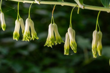 Polygonatum multiflorum, Süleyman 'ın mührü, Davut' un arpı, Cennete merdiven dayaması veya Avrasya Süleyman 'ın mührü, Asparagaceae familyasından bir bitki türü..