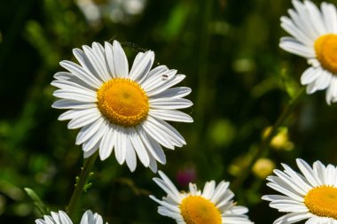 Çayırda yetişen papatya çiçekleri, beyaz papatyalar. Oxeye papatya, Leucanthemum vulgare, Papatya, Dox-eye, Common papatya, Dog papatya, Bahçe konsepti.