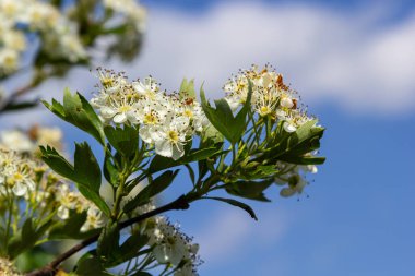 Orta kara dikenli bir dalın ya da krataegus laevigata 'nın bulanık bir arka planı olan şifalı otlar ve tıbbi bitkiler bahçesinde çekilmiş yakın plan fotoğrafı..