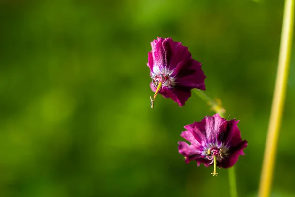 Dark Purple Dusky Flowers Garden Selective Focus Green Bokeh Background — Stock Photo, Image