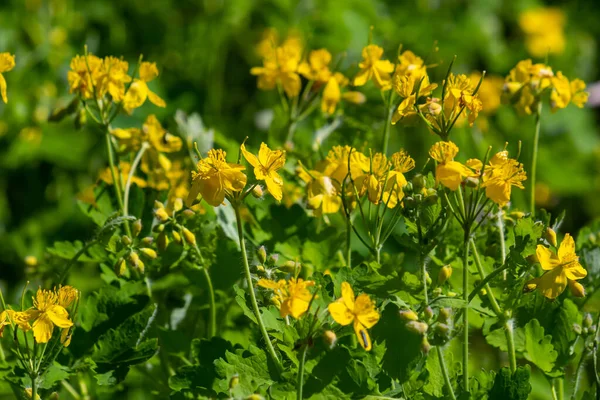 Macro Foto Flores Amarillas Naturales Celidonia Fondo Flores Florecientes Planta — Foto de Stock