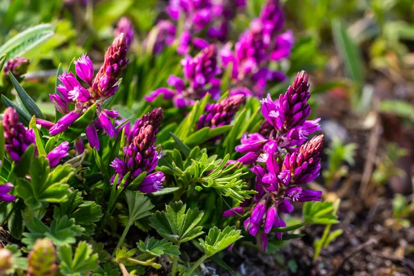 stock image Polygala vulgaris, known as the common milkwort, is a herbaceous perennial plant of the family Polygalaceae. Polygala vulgaris subsp. oxyptera, Polygalaceae. Wild plant shot in summer.