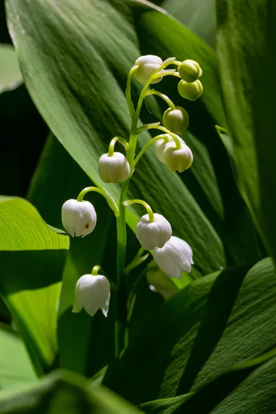 Lily Údolí Květiny Rekonvallaria Majalis Malými Bílými Zvonečky Makro Uzavření — Stock fotografie