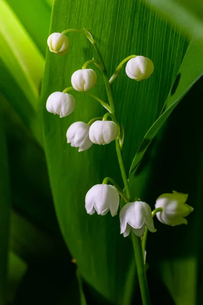Vadi Zambağı Küçük Beyaz Çanları Olan Convallaria Majalis Çiçekleri Zehirli — Stok fotoğraf