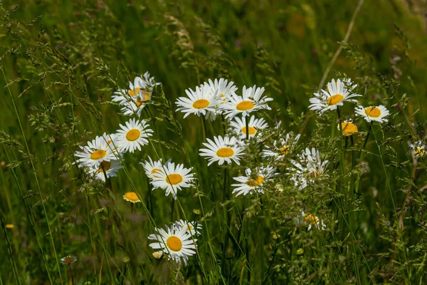 Çayırda yetişen papatya çiçekleri, beyaz papatyalar. Oxeye papatya, Leucanthemum vulgare, Papatya, Dox-eye, Common papatya, Dog papatya, Bahçe konsepti.