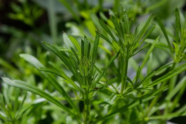 Cleavers Galium aparini geleneksel tıpta idrar söktürücü, lenf sistemi bozukluklarının tedavisinde ve detoksifikatör olarak kullanılmıştır..