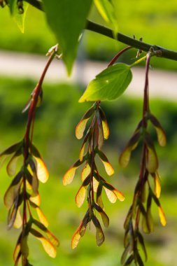 Kırmızı-pembe akçaağacın olgunlaştırıcı meyvelerinin yakın çekimi..