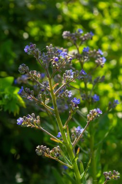 Anchusa officinalis, Alkanet, yaygın hata giderici. Yaz, şafak. Bitkinin üzerine çiy damlaları düşer. Güzel yeşil arkaplan.